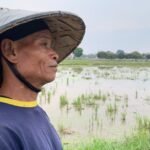 Serangan Wereng dan Jeritan Petani Kilasah, Menakar Kehadiran Program Pemerintah di Sektor Pertanian
