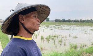 Serangan Wereng dan Jeritan Petani Kilasah, Menakar Kehadiran Program Pemerintah di Sektor Pertanian